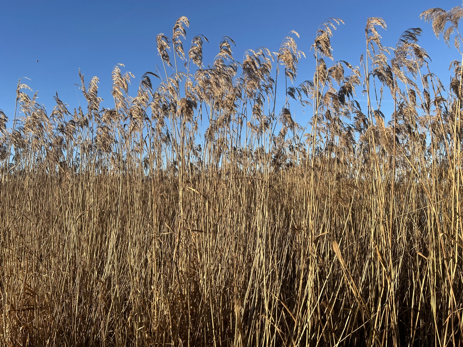 Mokurai – Weg der Geistesschulung – Schilfgras unter blauem Himmel