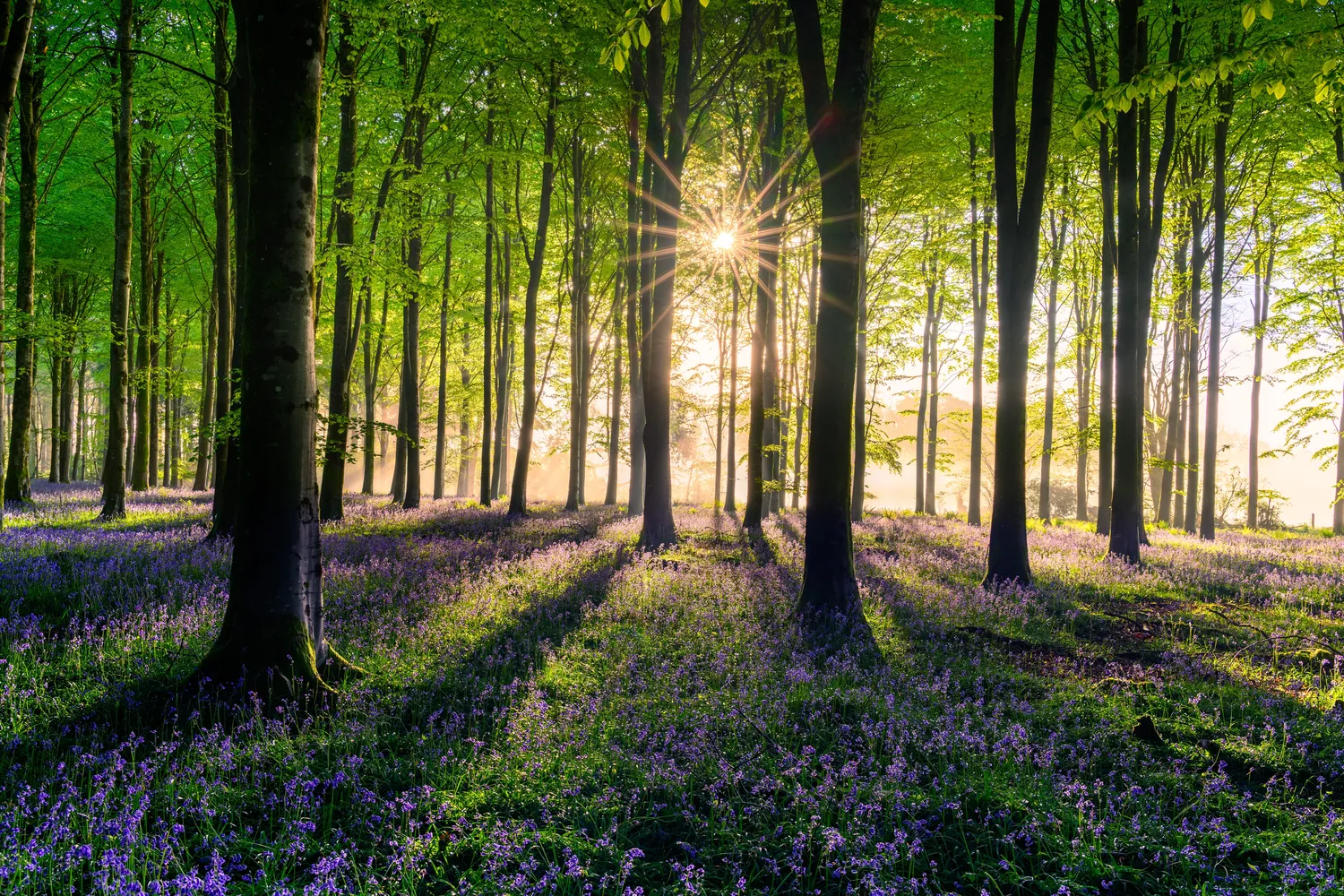 Mokurai – Weg der Geistesschulung – Sonnenlicht im Wald mit blühender Blumenwiese