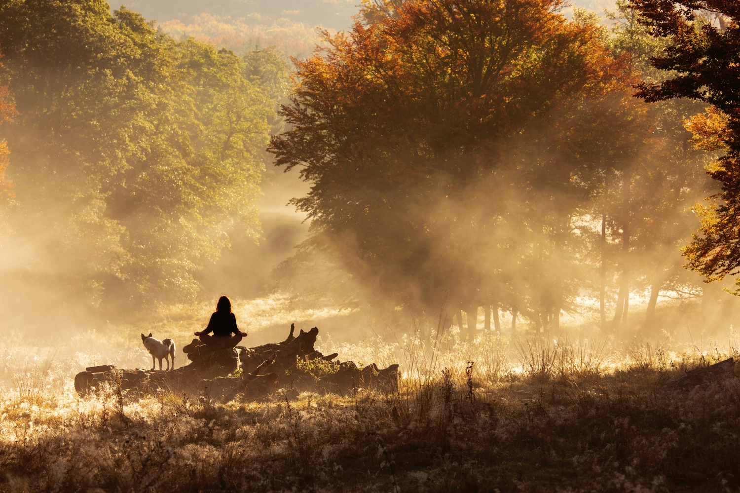 Mokurai – Weg der Geistesschulung – Meditation im Wald bei Sonnenaufgang mit Hund