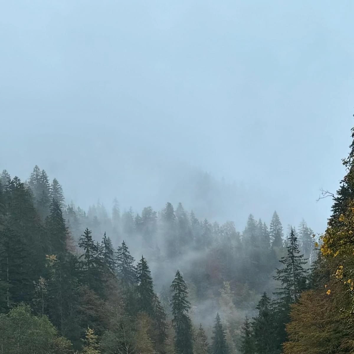 Mokurai – Weg der Geistesschulung  - Aufnahme von einem Wald