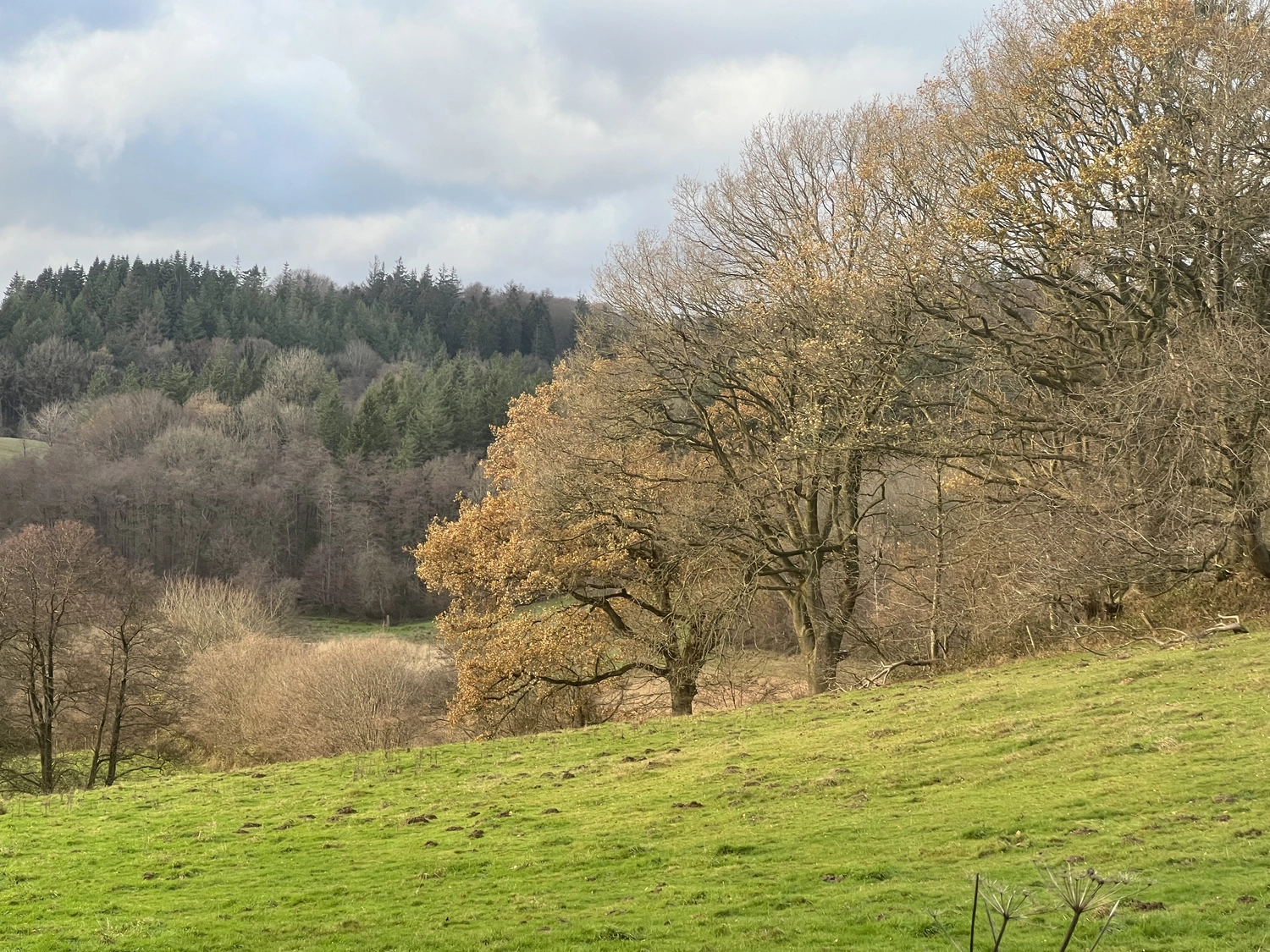 Mokurai – Weg der Geistesschulung - Aufnahme von einem Wald