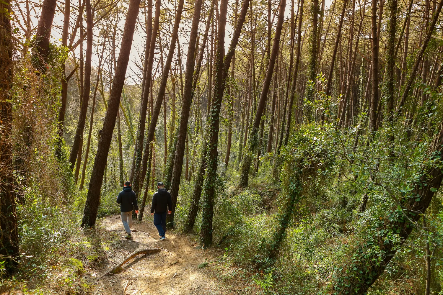Mokurai – Weg der Geistesschulung – Zwei Menschen auf einem Waldweg
