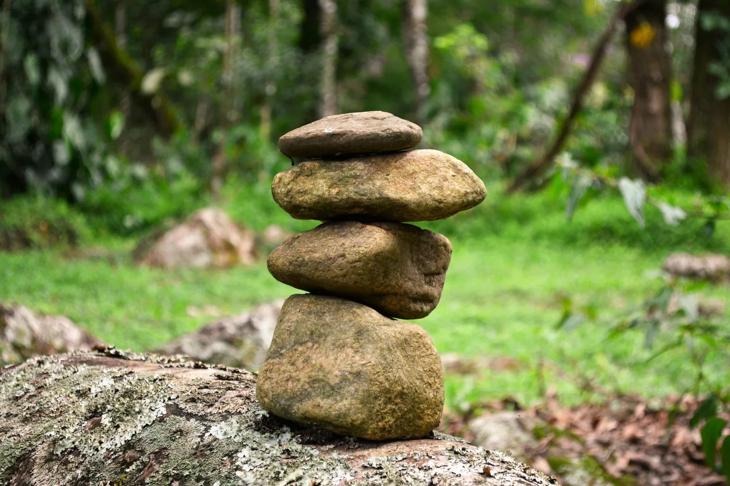 Mokurai - Akademie für Resilienz und Gewaltprävention - Aufnahme von einem Wald