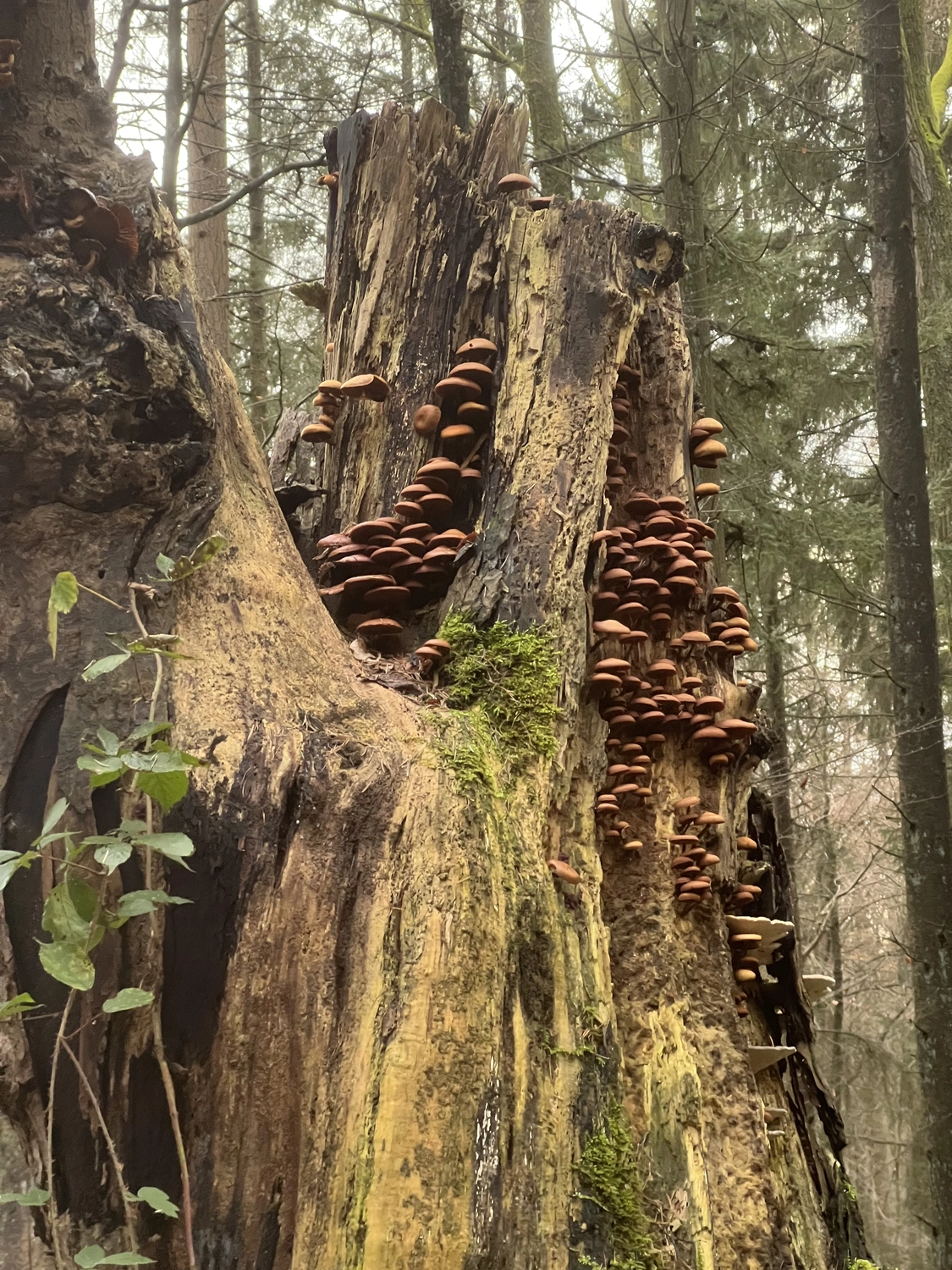Mokurai – Weg der Geistesschulung - Aufnahme von einem Wald