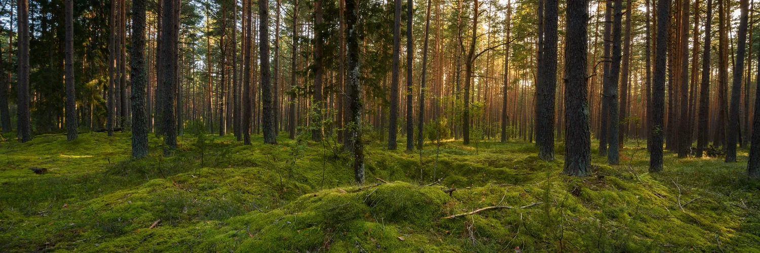 Mokurai – Weg der Geistesschulung – Kiefernwald mit moosbedecktem Waldboden