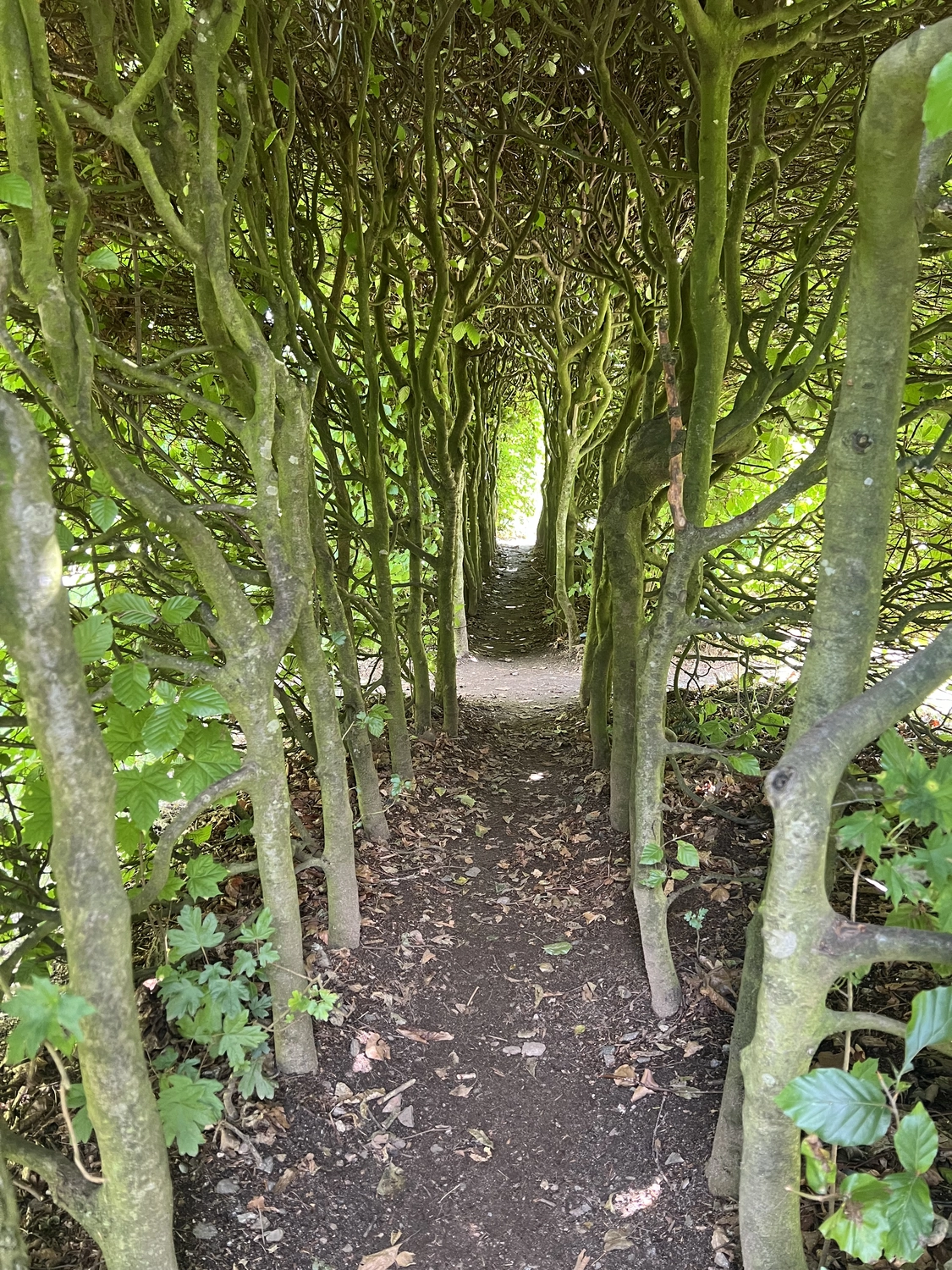 Mokurai – Weg der Geistesschulung - Aufnahme von einem Wald