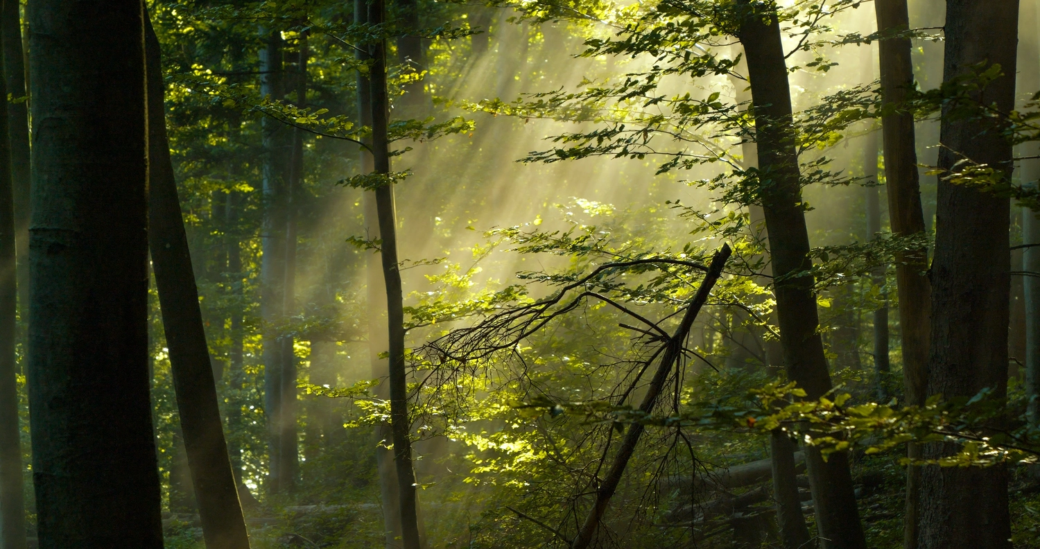 Mokurai – Weg der Geistesschulung - Aufnahme von einem Wald